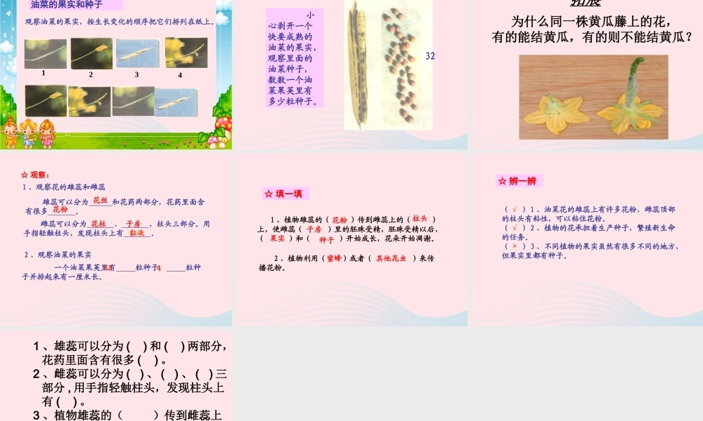 四年级科学下册 2 新的生命 3 花 果实和种子课件3 教科版-教科版小学四年级下册自然科学课件