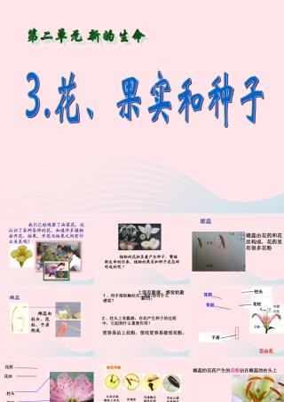 四年级科学下册 2 新的生命 3 花 果实和种子课件3 教科版-教科版小学四年级下册自然科学课件