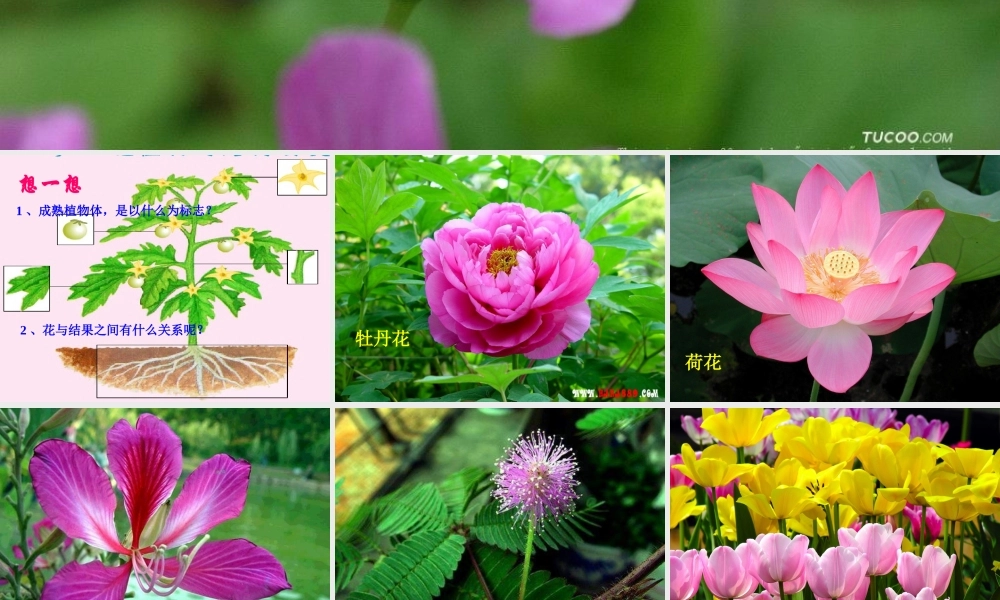 四年级科学下册 2 新的生命 3 花 果实和种子课件4 教科版-教科版小学四年级下册自然科学课件