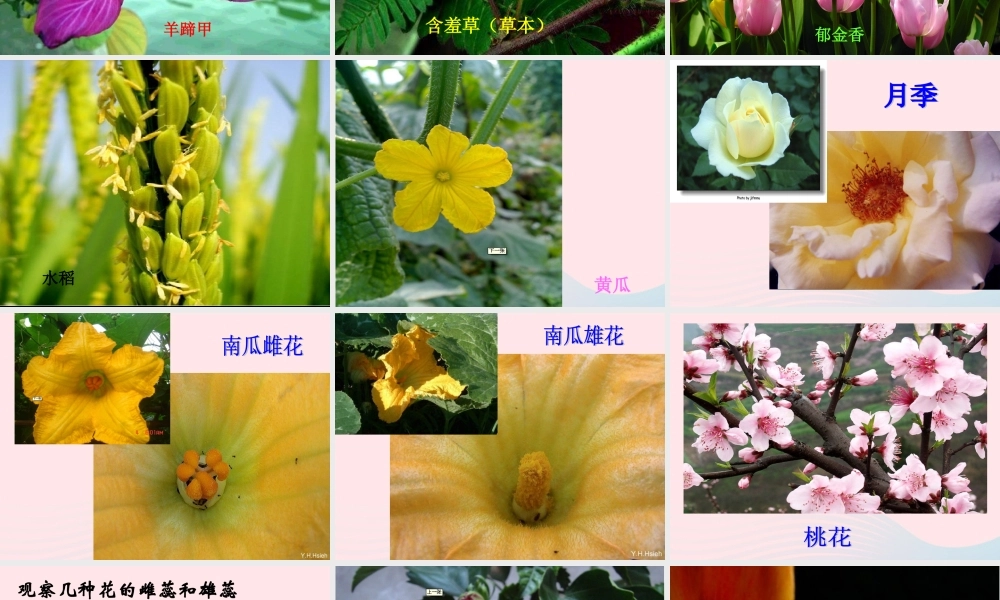 四年级科学下册 2 新的生命 3 花 果实和种子课件4 教科版-教科版小学四年级下册自然科学课件