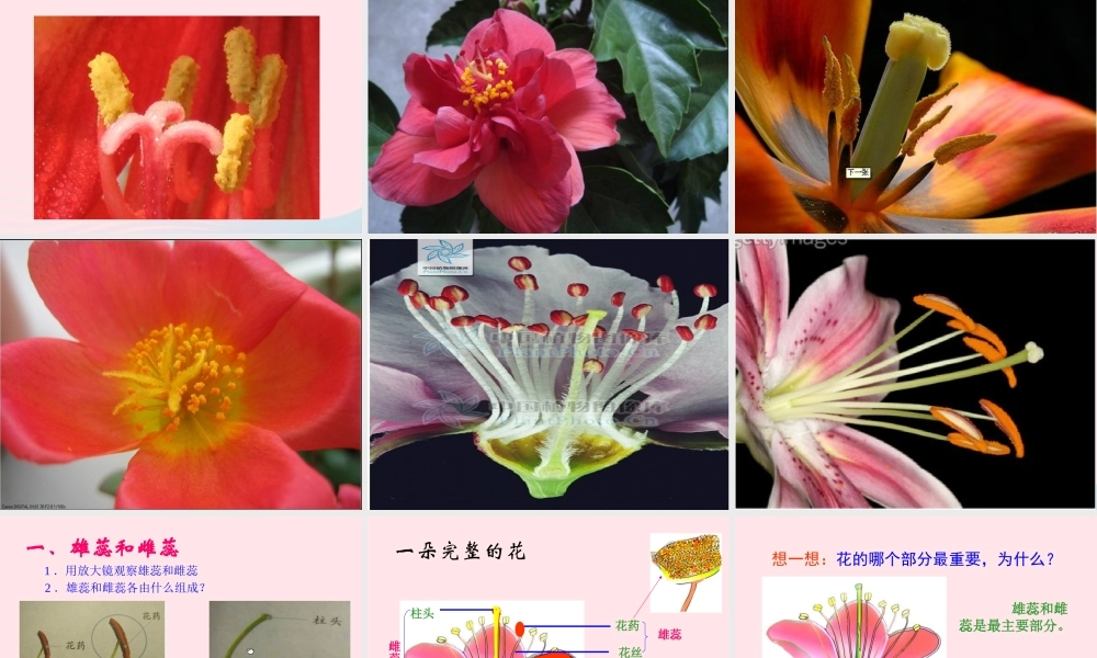 四年级科学下册 2 新的生命 3 花 果实和种子课件4 教科版-教科版小学四年级下册自然科学课件