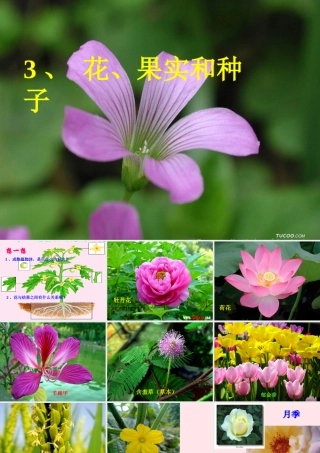 四年级科学下册 2 新的生命 3 花 果实和种子课件4 教科版-教科版小学四年级下册自然科学课件