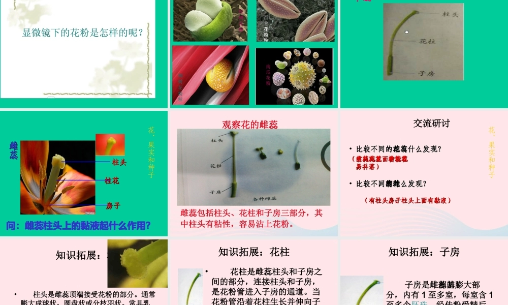 四年级科学下册 2 新的生命 3 花 果实和种子课件5 教科版-教科版小学四年级下册自然科学课件