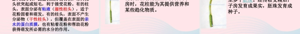 四年级科学下册 2 新的生命 3 花 果实和种子课件5 教科版-教科版小学四年级下册自然科学课件