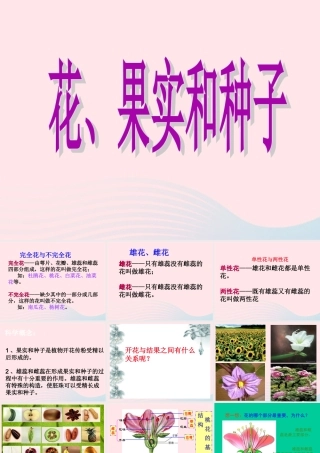 四年级科学下册 2 新的生命 3 花 果实和种子课件5 教科版-教科版小学四年级下册自然科学课件