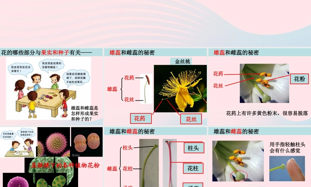 四年级科学下册 2 新的生命 3 花果实和种子课件 教科版-教科版小学四年级下册自然科学课件
