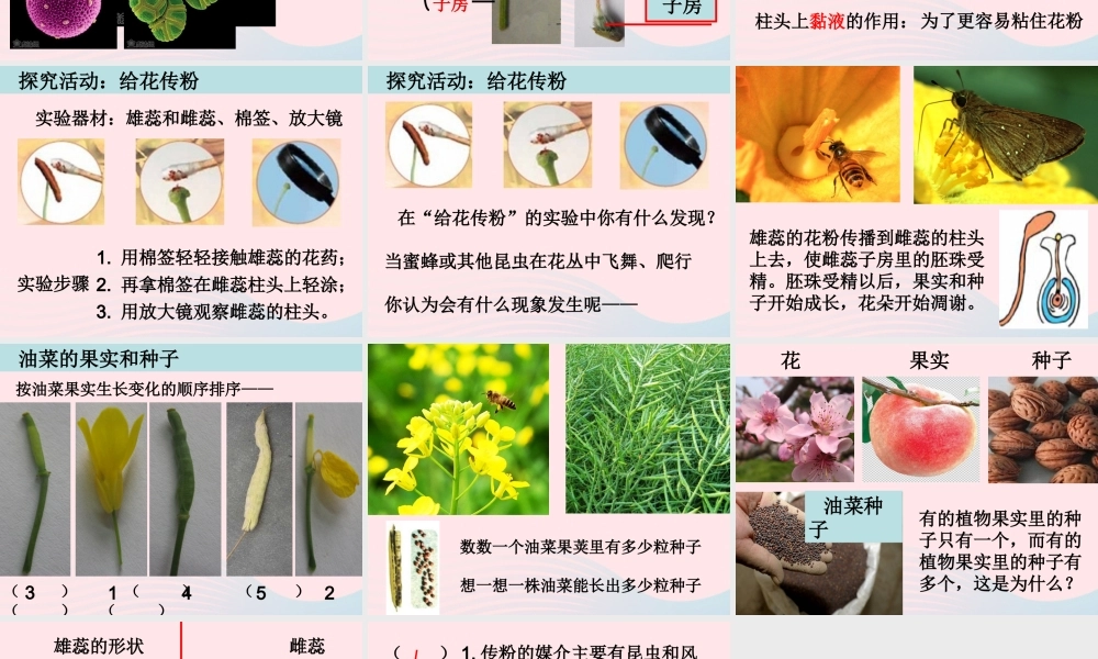 四年级科学下册 2 新的生命 3 花果实和种子课件 教科版-教科版小学四年级下册自然科学课件