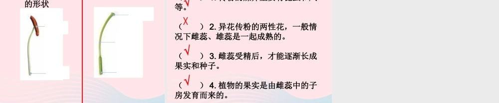 四年级科学下册 2 新的生命 3 花果实和种子课件 教科版-教科版小学四年级下册自然科学课件