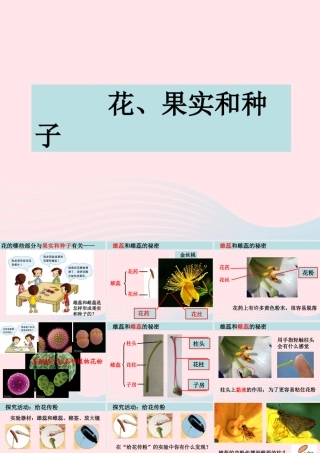 四年级科学下册 2 新的生命 3 花果实和种子课件 教科版-教科版小学四年级下册自然科学课件