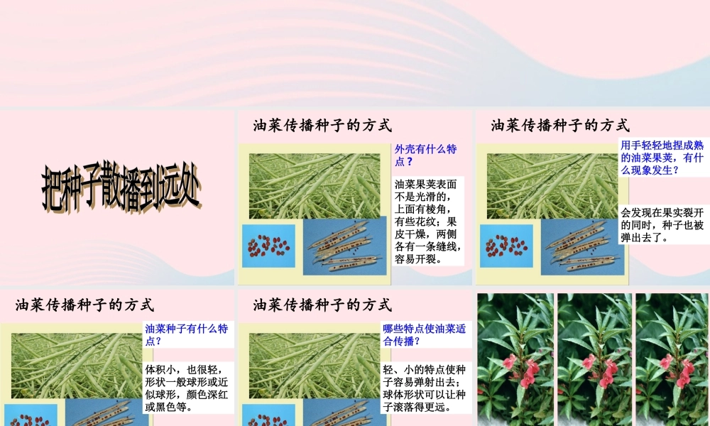 四年级科学下册 2 新的生命 4 把种子散播到远处课件 教科版-教科版小学四年级下册自然科学课件