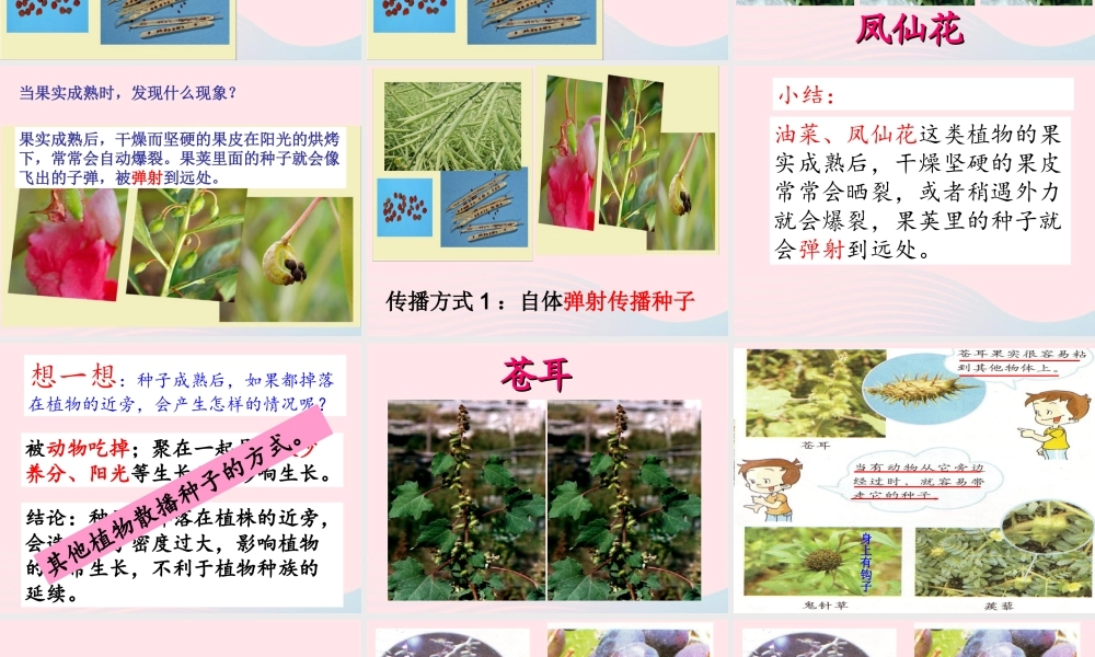 四年级科学下册 2 新的生命 4 把种子散播到远处课件 教科版-教科版小学四年级下册自然科学课件