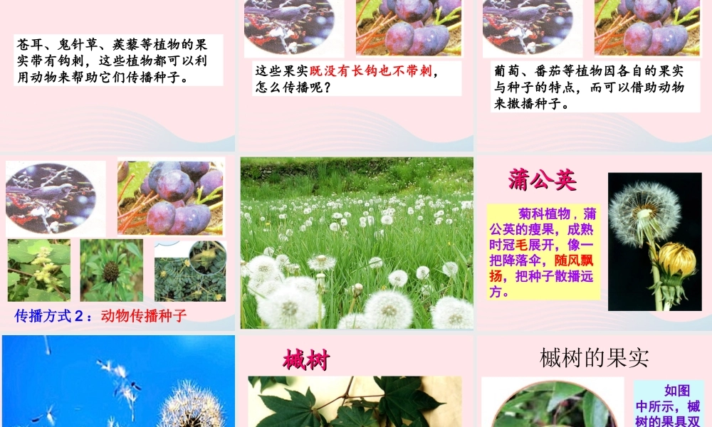 四年级科学下册 2 新的生命 4 把种子散播到远处课件 教科版-教科版小学四年级下册自然科学课件