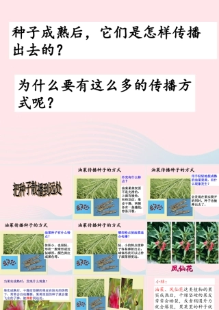 四年级科学下册 2 新的生命 4 把种子散播到远处课件 教科版-教科版小学四年级下册自然科学课件