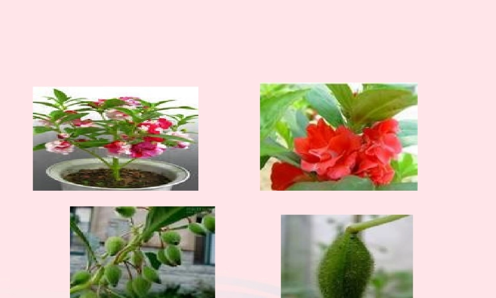 四年级科学下册 2 新的生命 4 把种子散播到远处课件1 教科版-教科版小学四年级下册自然科学课件