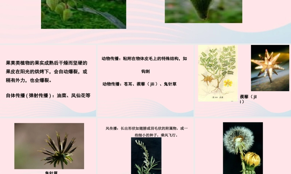 四年级科学下册 2 新的生命 4 把种子散播到远处课件1 教科版-教科版小学四年级下册自然科学课件
