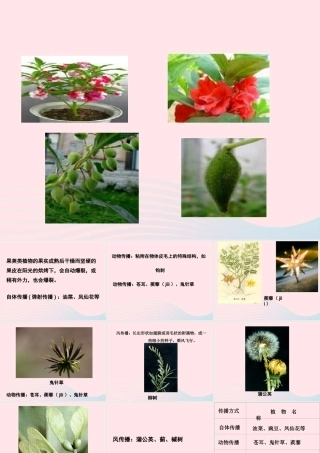 四年级科学下册 2 新的生命 4 把种子散播到远处课件1 教科版-教科版小学四年级下册自然科学课件