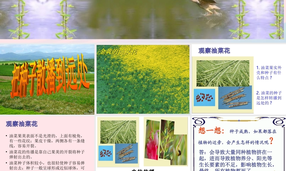 四年级科学下册 2 新的生命 4 把种子散播到远处课件2 教科版-教科版小学四年级下册自然科学课件