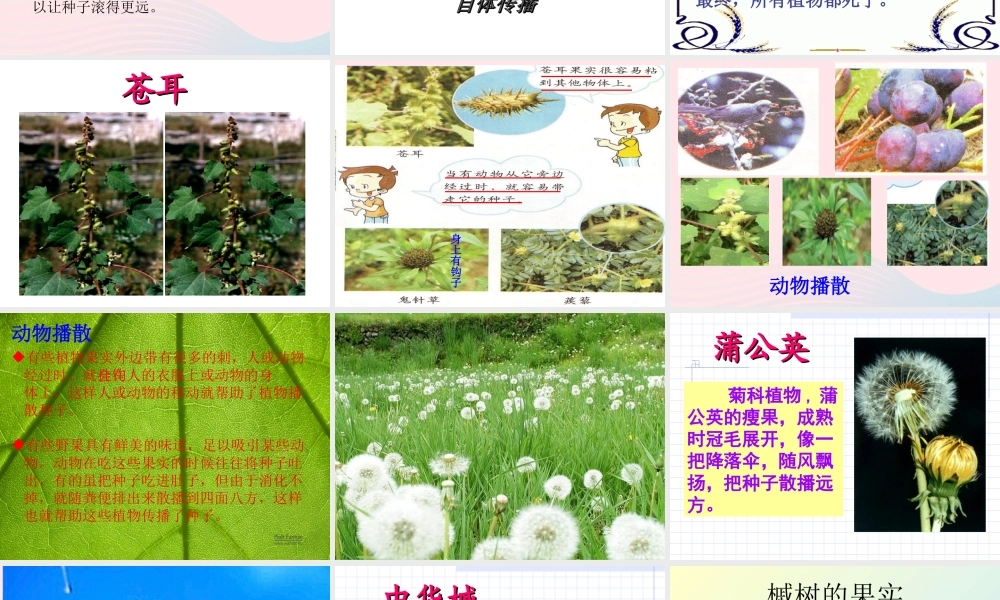 四年级科学下册 2 新的生命 4 把种子散播到远处课件2 教科版-教科版小学四年级下册自然科学课件