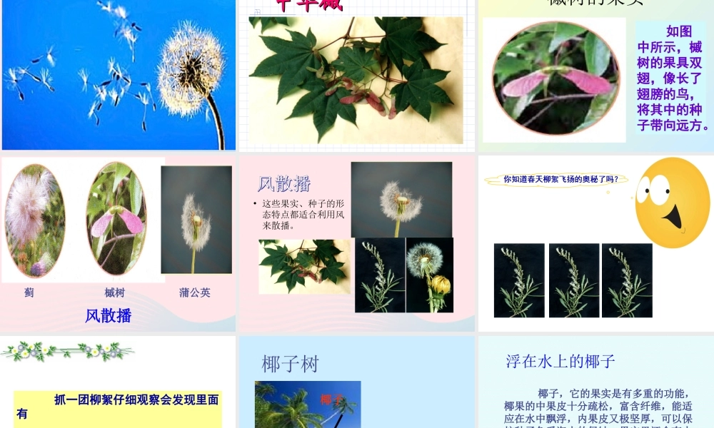 四年级科学下册 2 新的生命 4 把种子散播到远处课件2 教科版-教科版小学四年级下册自然科学课件