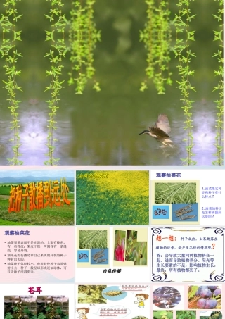 四年级科学下册 2 新的生命 4 把种子散播到远处课件2 教科版-教科版小学四年级下册自然科学课件