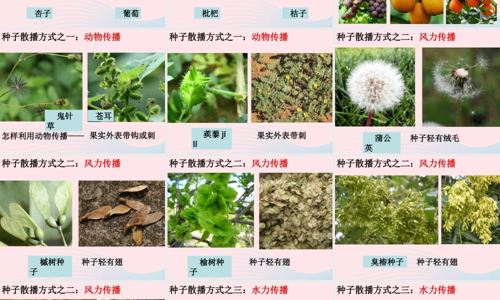 四年级科学下册 2 新的生命 4 把种子散播到远处课件3 教科版-教科版小学四年级下册自然科学课件