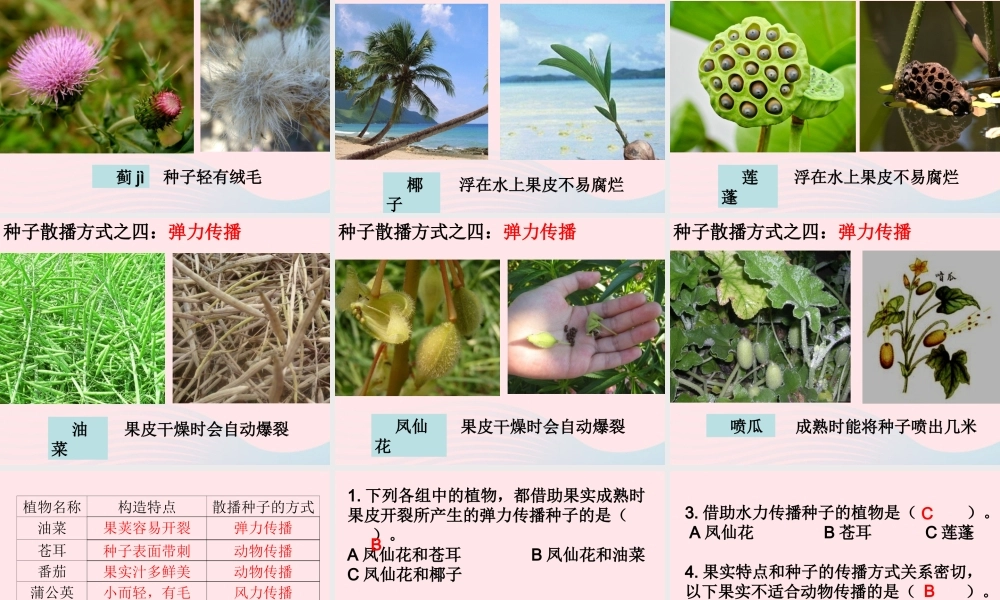 四年级科学下册 2 新的生命 4 把种子散播到远处课件3 教科版-教科版小学四年级下册自然科学课件