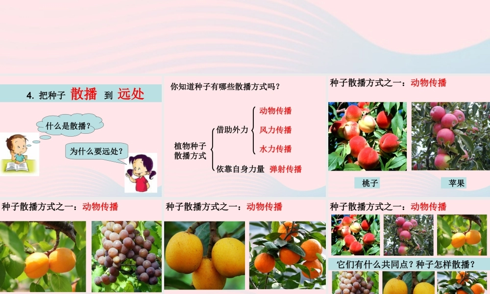 四年级科学下册 2 新的生命 4 把种子散播到远处课件4 教科版-教科版小学四年级下册自然科学课件