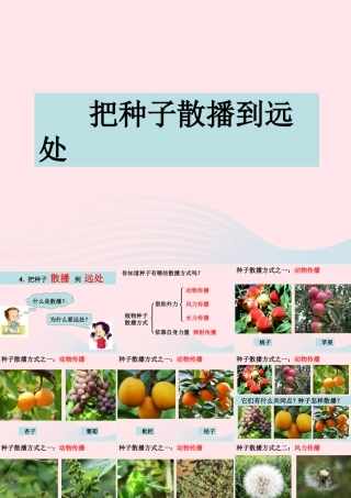 四年级科学下册 2 新的生命 4 把种子散播到远处课件4 教科版-教科版小学四年级下册自然科学课件