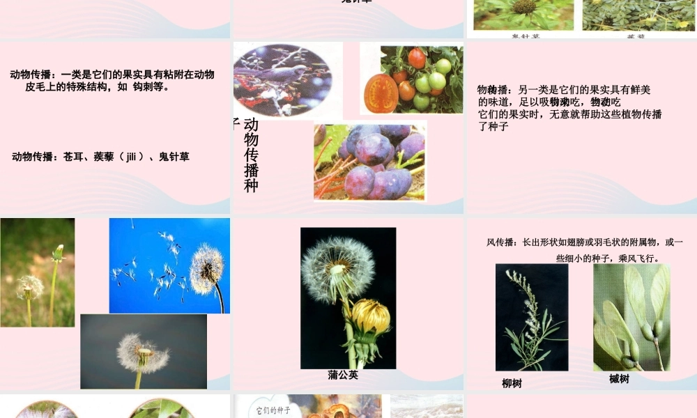 四年级科学下册 2 新的生命 4 把种子散播到远处课件5 教科版-教科版小学四年级下册自然科学课件