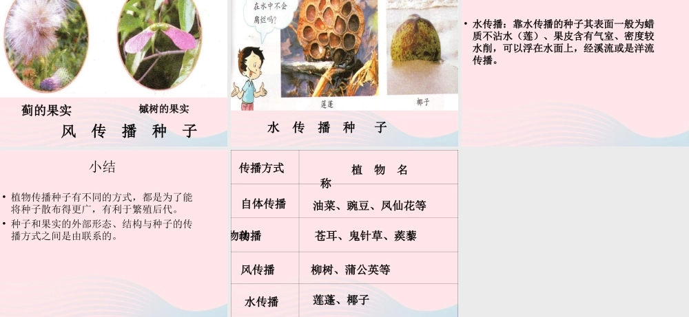 四年级科学下册 2 新的生命 4 把种子散播到远处课件5 教科版-教科版小学四年级下册自然科学课件