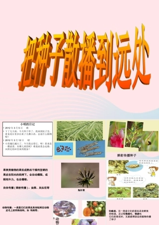 四年级科学下册 2 新的生命 4 把种子散播到远处课件5 教科版-教科版小学四年级下册自然科学课件