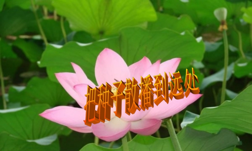 四年级科学下册 2 新的生命 4《把种子散播到远处》课件1 教科版-教科版小学四年级下册自然科学课件