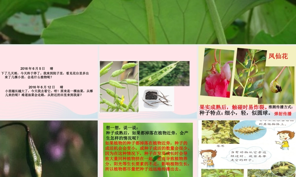 四年级科学下册 2 新的生命 4《把种子散播到远处》课件1 教科版-教科版小学四年级下册自然科学课件