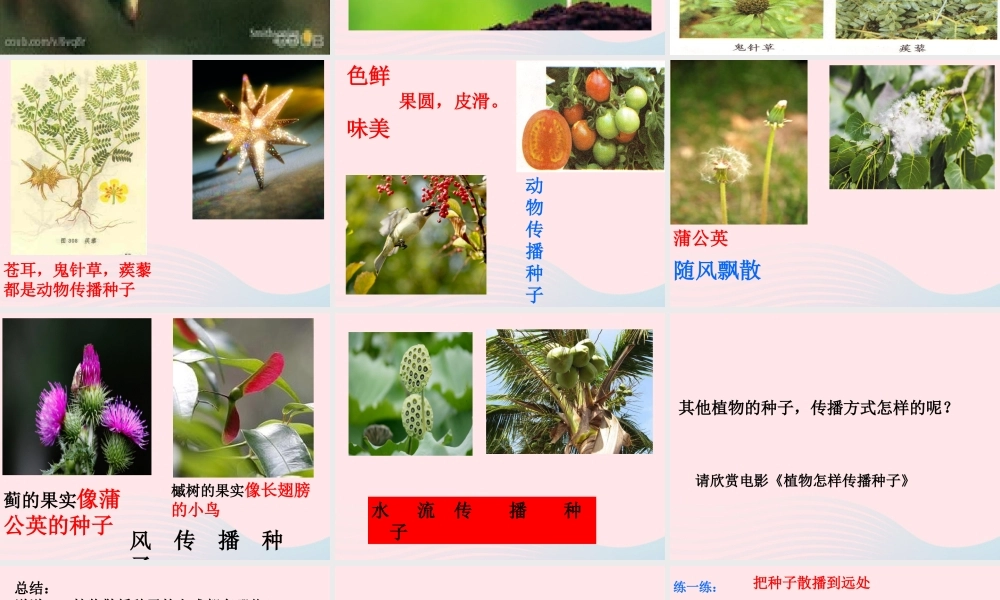 四年级科学下册 2 新的生命 4《把种子散播到远处》课件1 教科版-教科版小学四年级下册自然科学课件