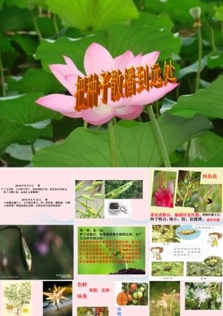 四年级科学下册 2 新的生命 4《把种子散播到远处》课件1 教科版-教科版小学四年级下册自然科学课件