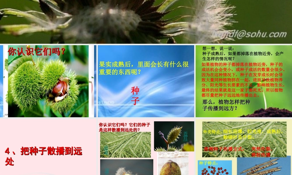 四年级科学下册 2 新的生命 4《把种子散播到远处》课件2 教科版-教科版小学四年级下册自然科学课件