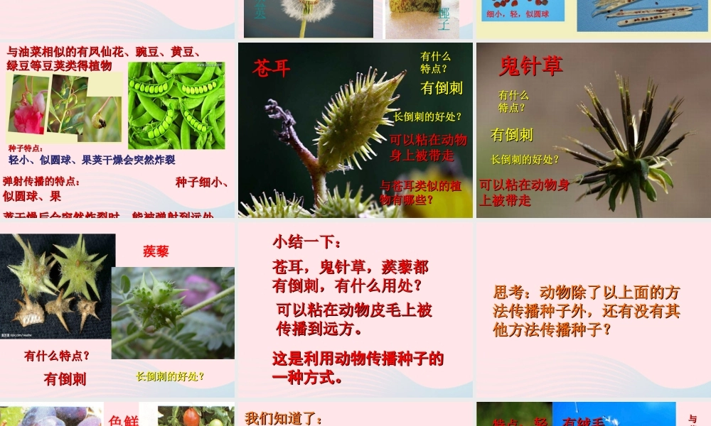 四年级科学下册 2 新的生命 4《把种子散播到远处》课件2 教科版-教科版小学四年级下册自然科学课件