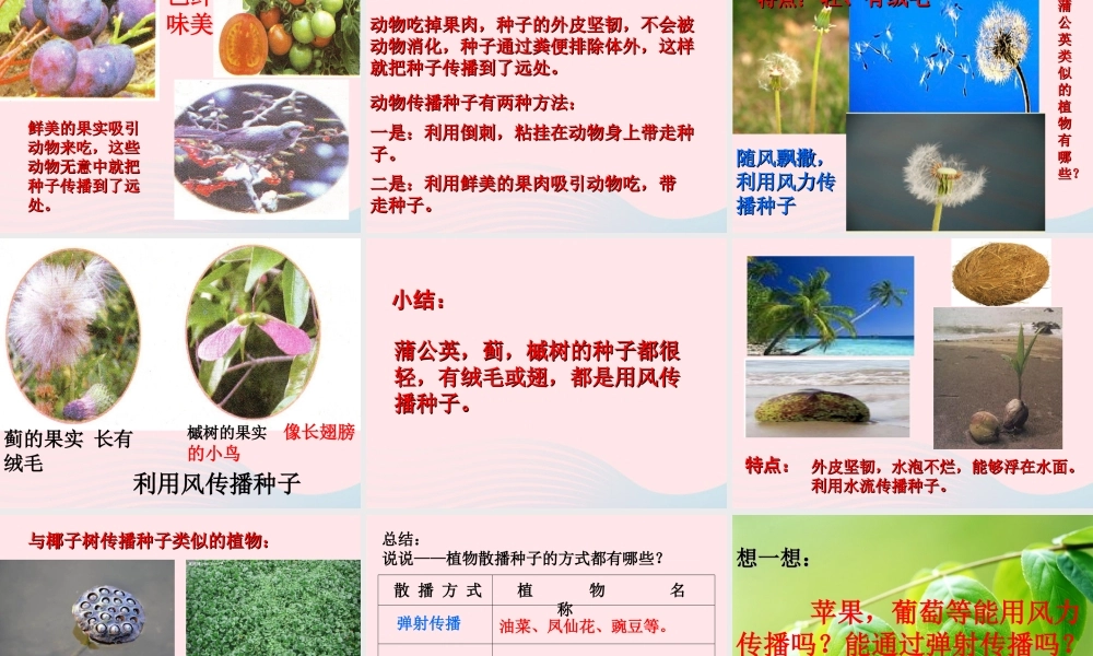 四年级科学下册 2 新的生命 4《把种子散播到远处》课件2 教科版-教科版小学四年级下册自然科学课件