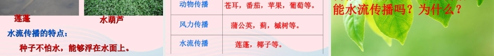 四年级科学下册 2 新的生命 4《把种子散播到远处》课件2 教科版-教科版小学四年级下册自然科学课件