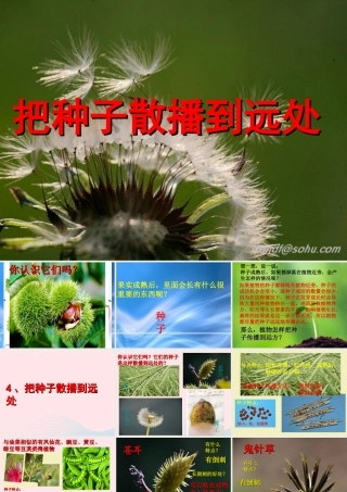 四年级科学下册 2 新的生命 4《把种子散播到远处》课件2 教科版-教科版小学四年级下册自然科学课件