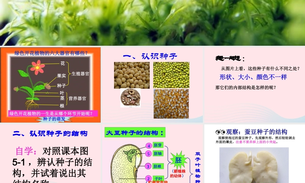 四年级科学下册 2 新的生命 5 种子的萌发课件 教科版-教科版小学四年级下册自然科学课件