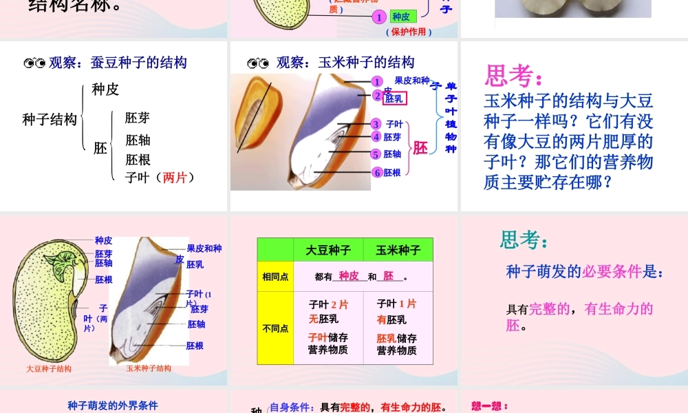 四年级科学下册 2 新的生命 5 种子的萌发课件 教科版-教科版小学四年级下册自然科学课件