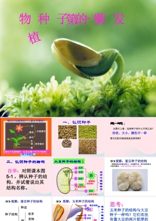 四年级科学下册 2 新的生命 5 种子的萌发课件 教科版-教科版小学四年级下册自然科学课件