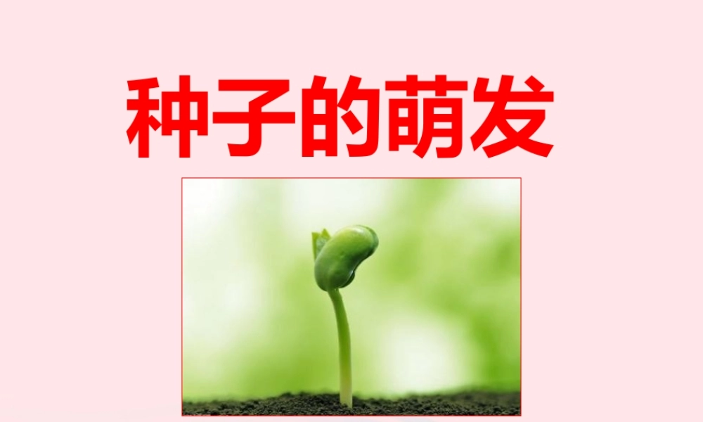 四年级科学下册 2 新的生命 5 种子的萌发课件3 教科版-教科版小学四年级下册自然科学课件