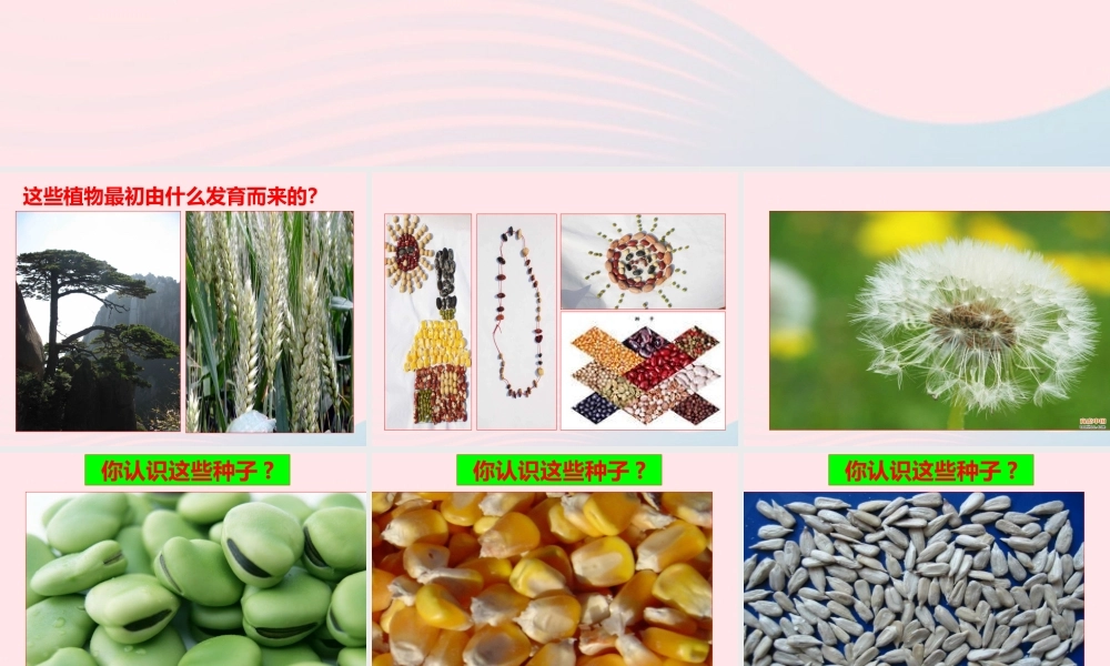 四年级科学下册 2 新的生命 5 种子的萌发课件3 教科版-教科版小学四年级下册自然科学课件