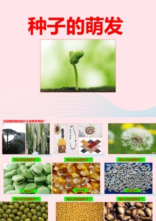 四年级科学下册 2 新的生命 5 种子的萌发课件3 教科版-教科版小学四年级下册自然科学课件