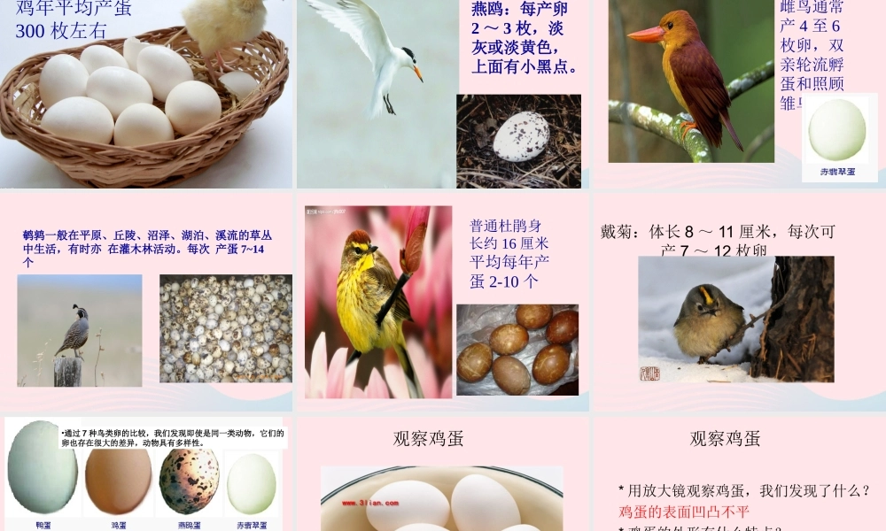 四年级科学下册 2 新的生命 6 动物的卵课件 教科版-教科版小学四年级下册自然科学课件