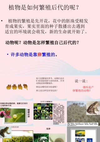 四年级科学下册 2 新的生命 6 动物的卵课件 教科版-教科版小学四年级下册自然科学课件