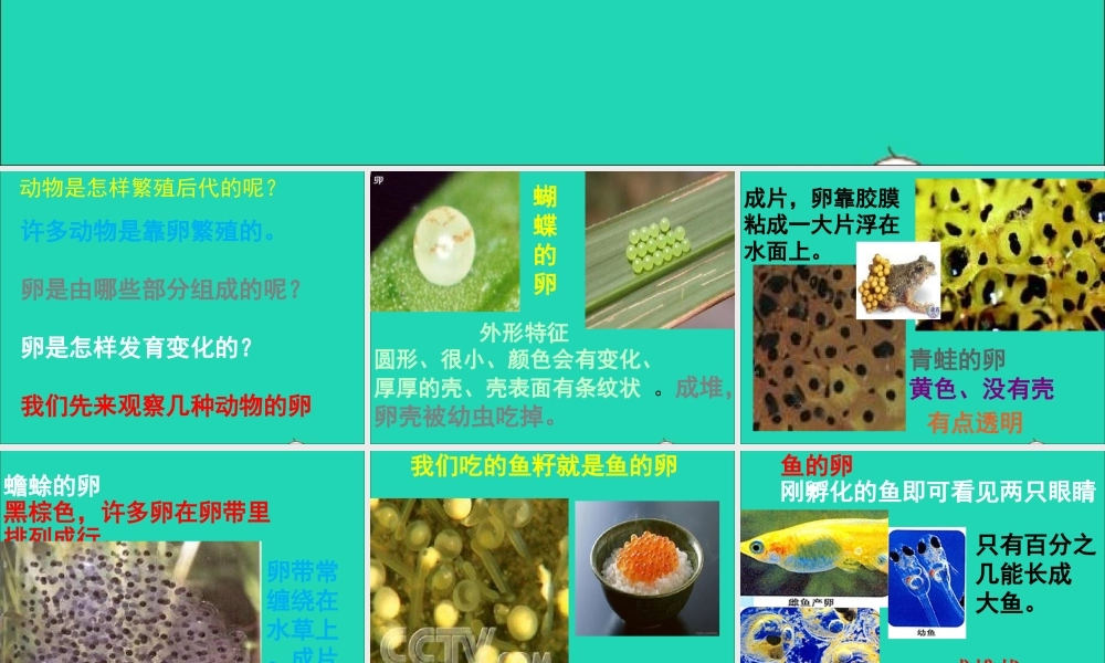 四年级科学下册 2 新的生命 6 动物的卵课件1 教科版-教科版小学四年级下册自然科学课件