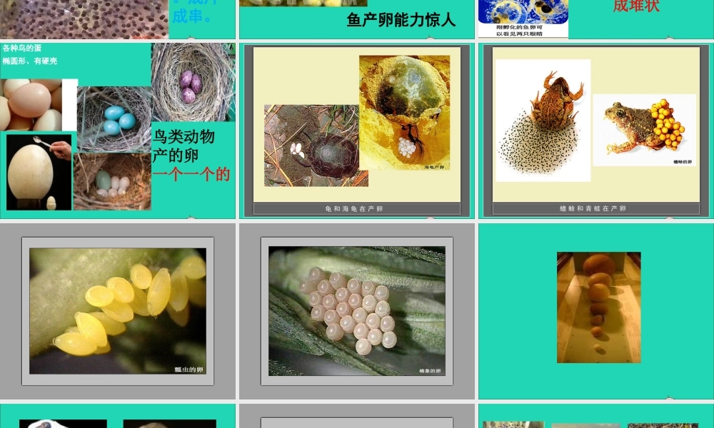 四年级科学下册 2 新的生命 6 动物的卵课件1 教科版-教科版小学四年级下册自然科学课件